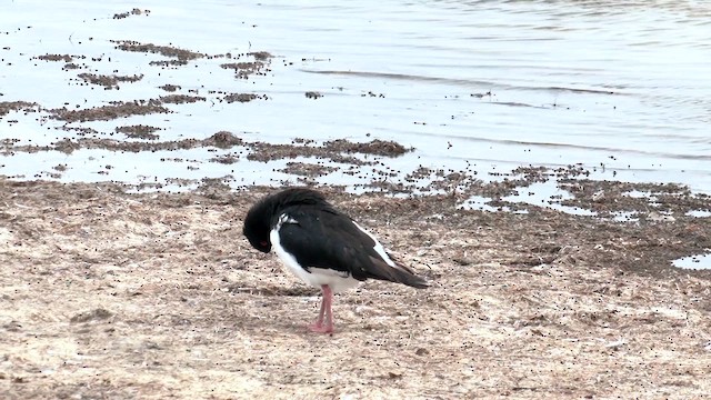 Pied Oystercatcher - ML612546157