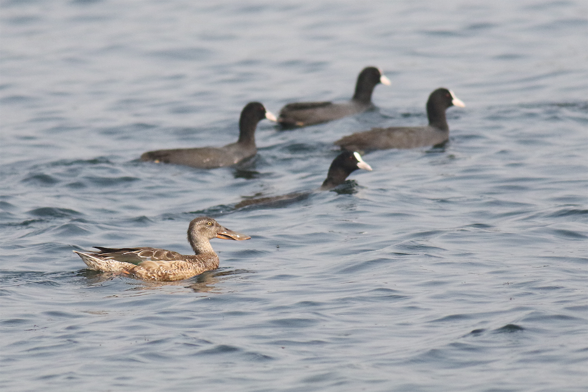 Northern Shoveler - ML612546175