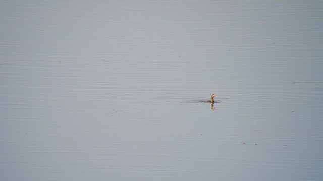 Pygmy Cormorant - ML612546184