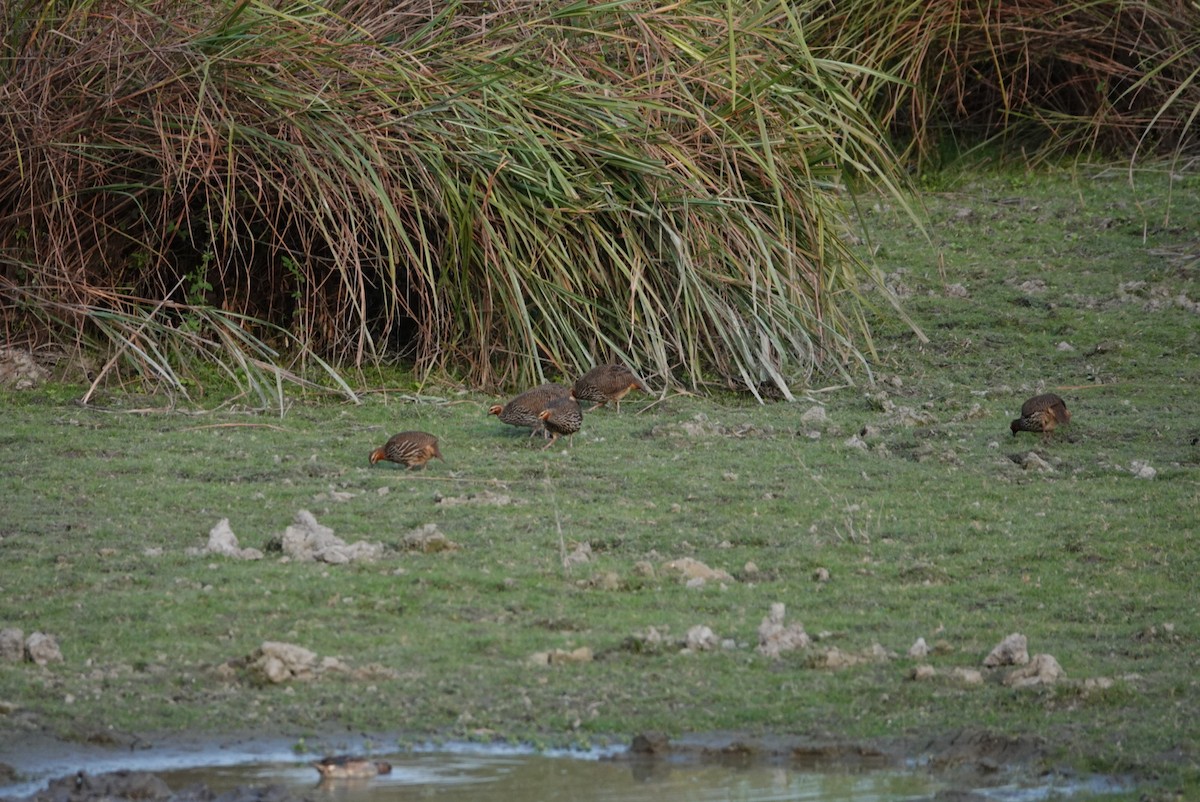 Swamp Francolin - ML612546197