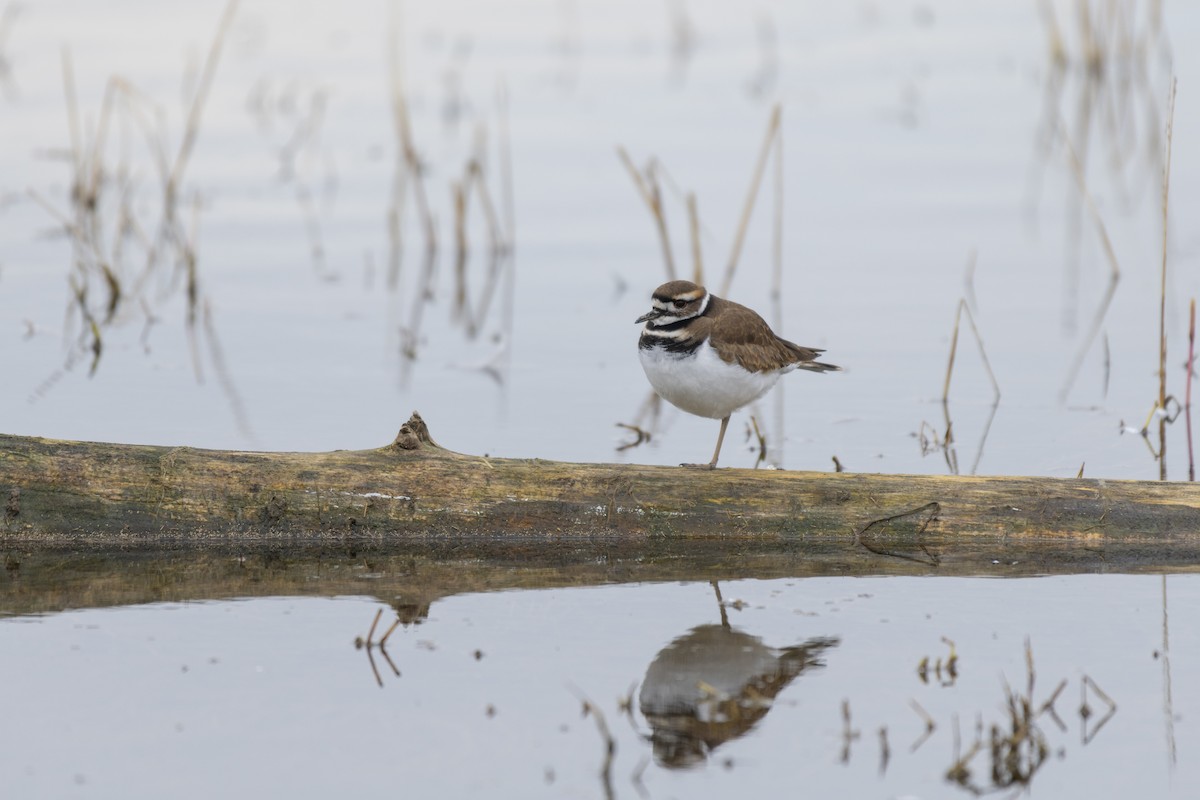 Killdeer - ML612546226