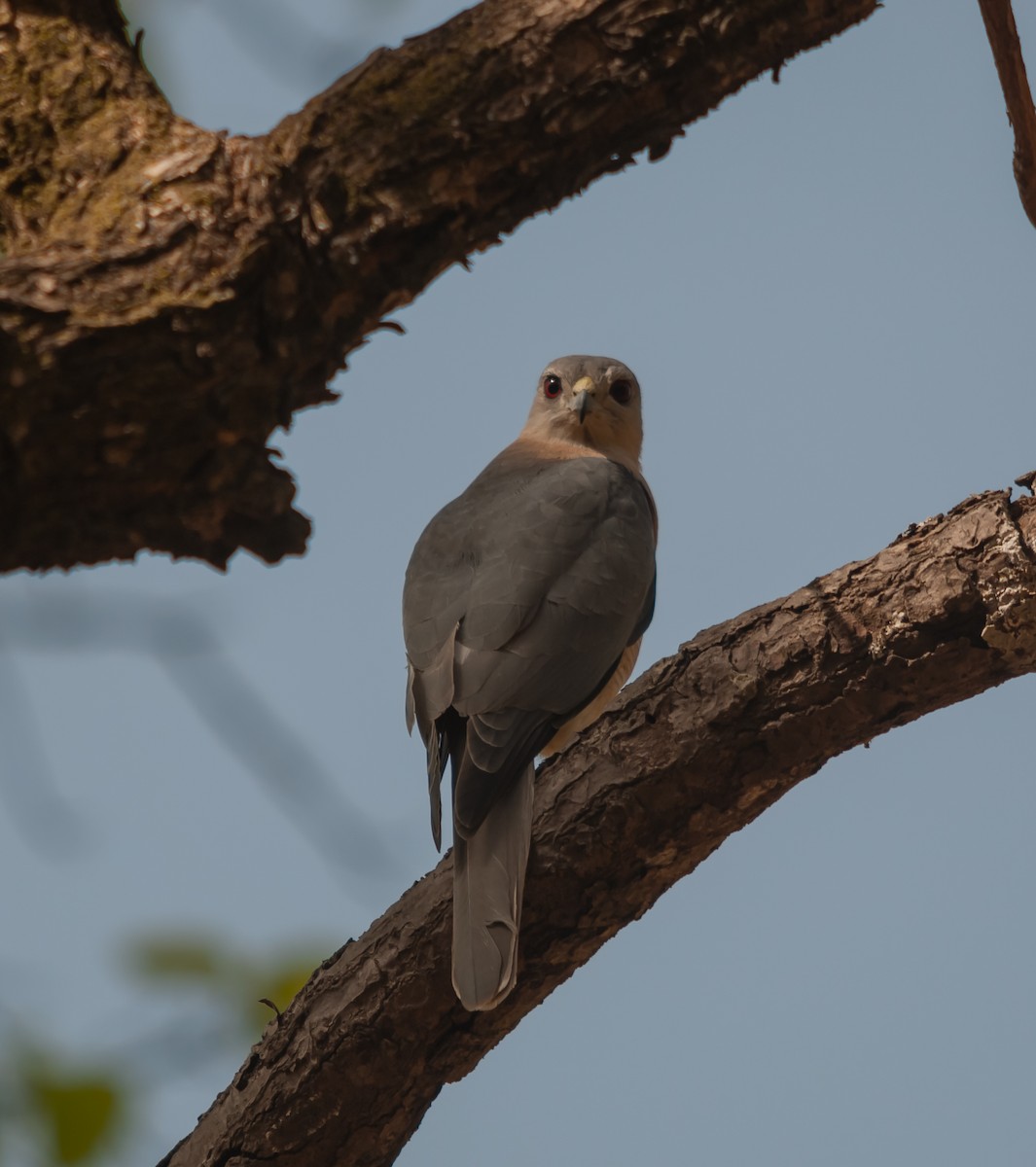 タカサゴダカ - ML612546235