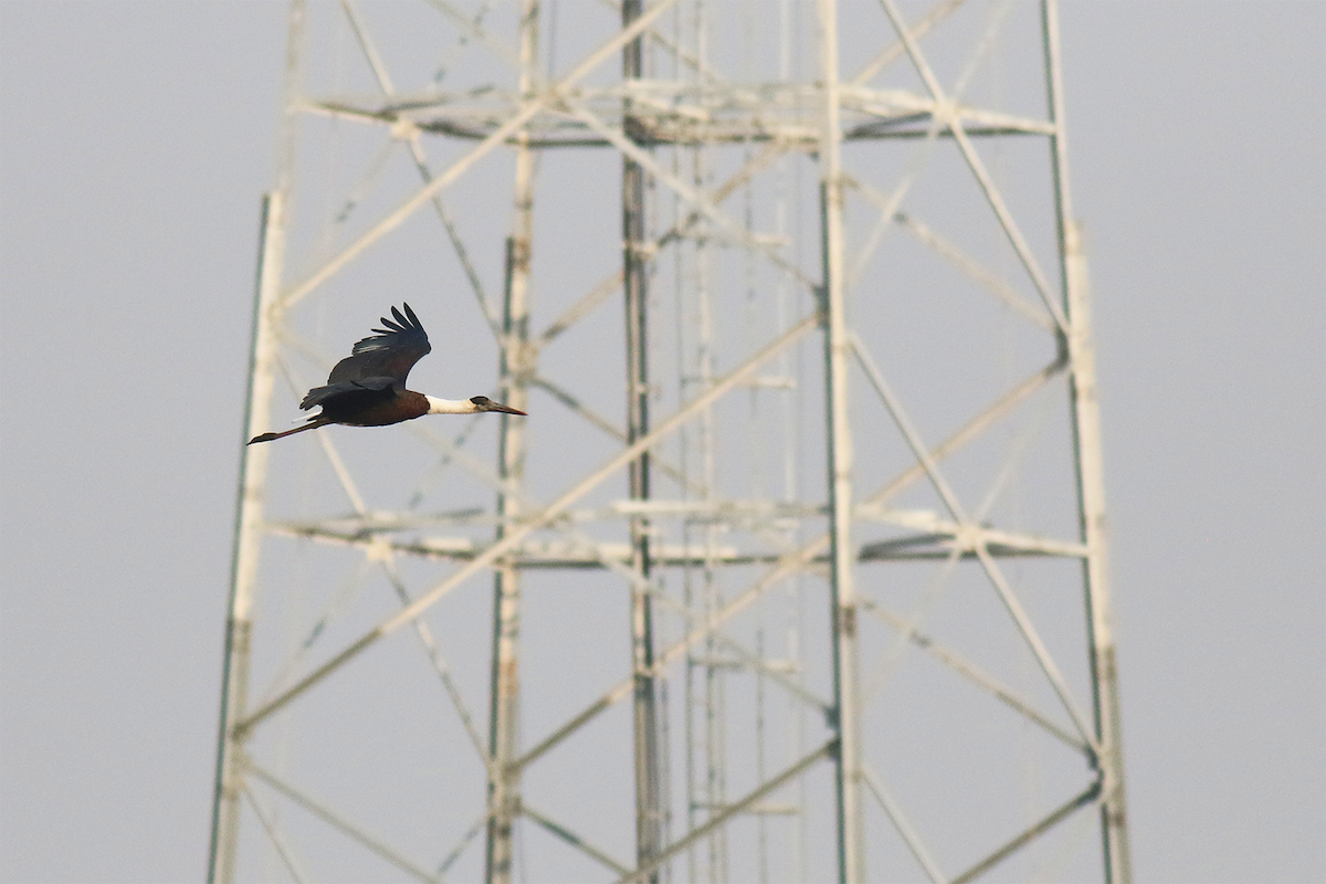 Asian Woolly-necked Stork - ML612546314