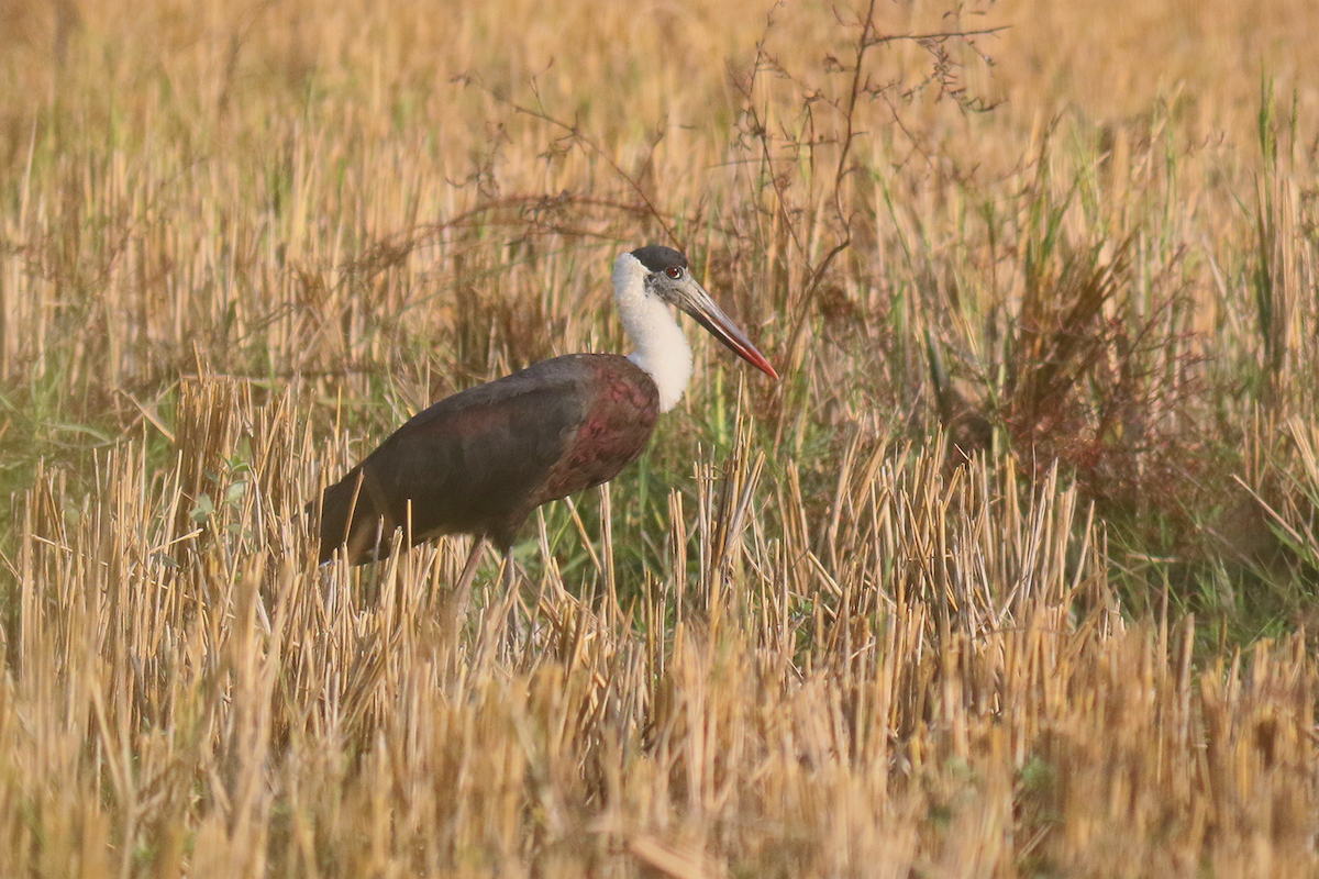 Asian Woolly-necked Stork - ML612546319