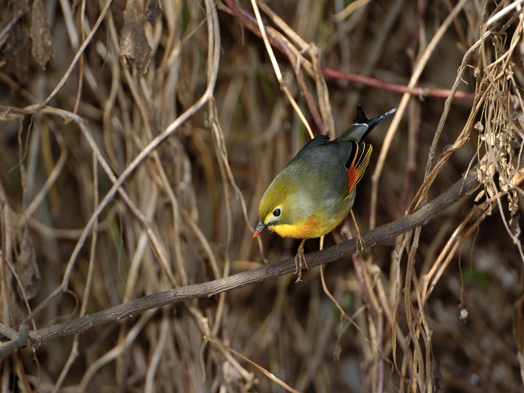 Red-billed Leiothrix - ML612546321