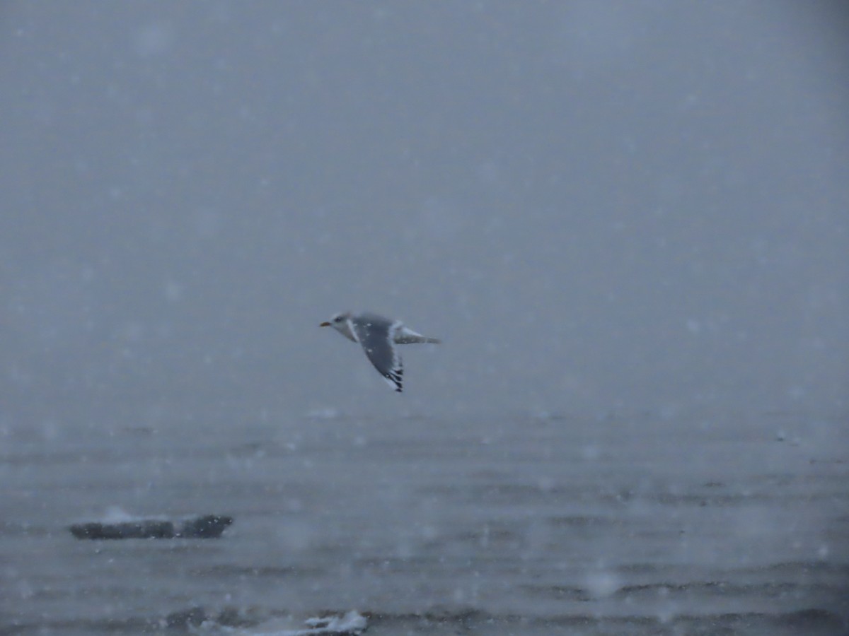 Short-billed Gull - Laura Burke