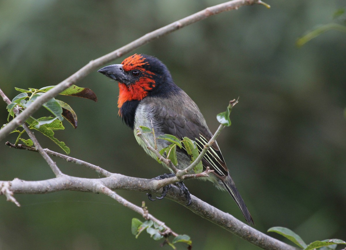 Black-collared Barbet - ML612546362