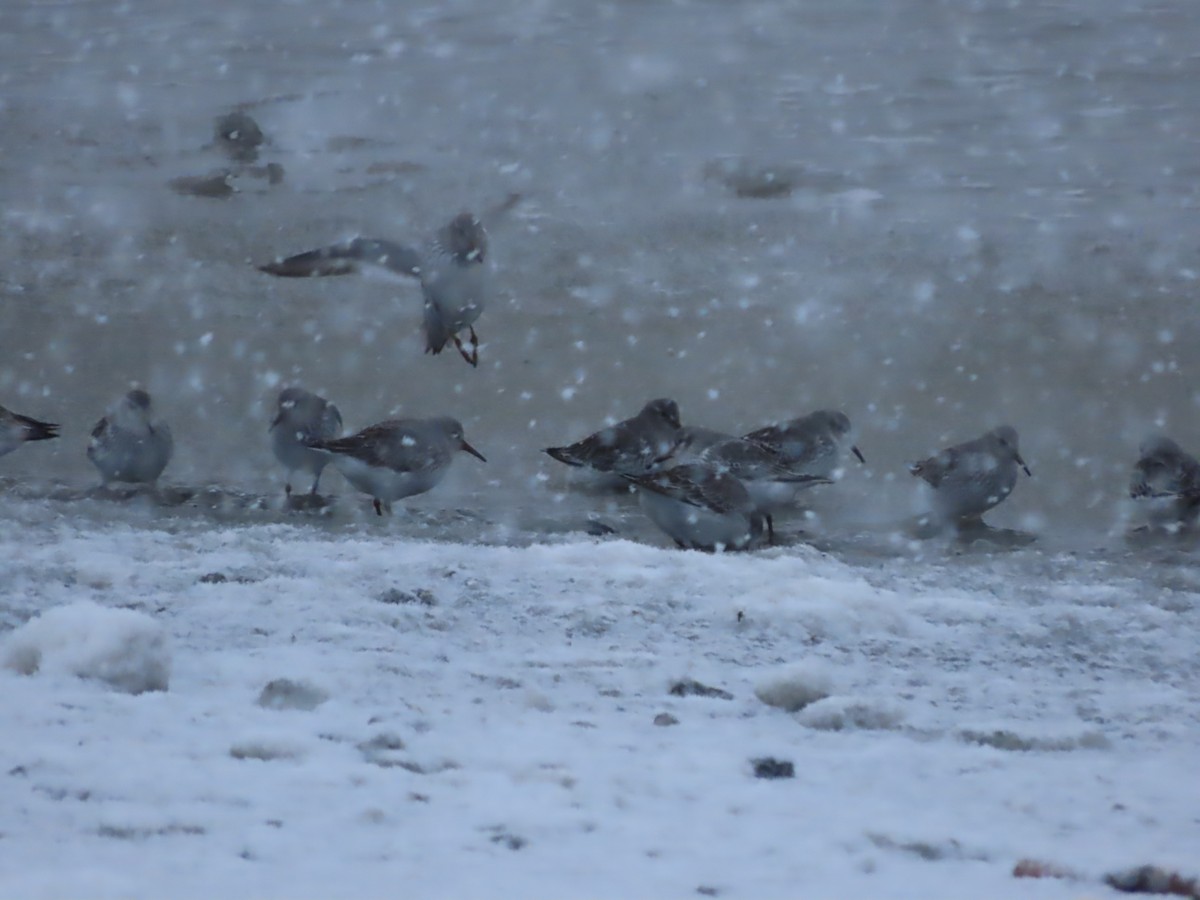 Rock Sandpiper - Laura Burke