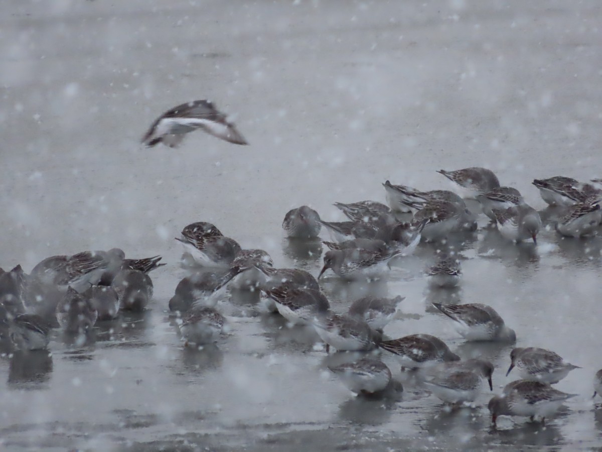 Rock Sandpiper - Laura Burke