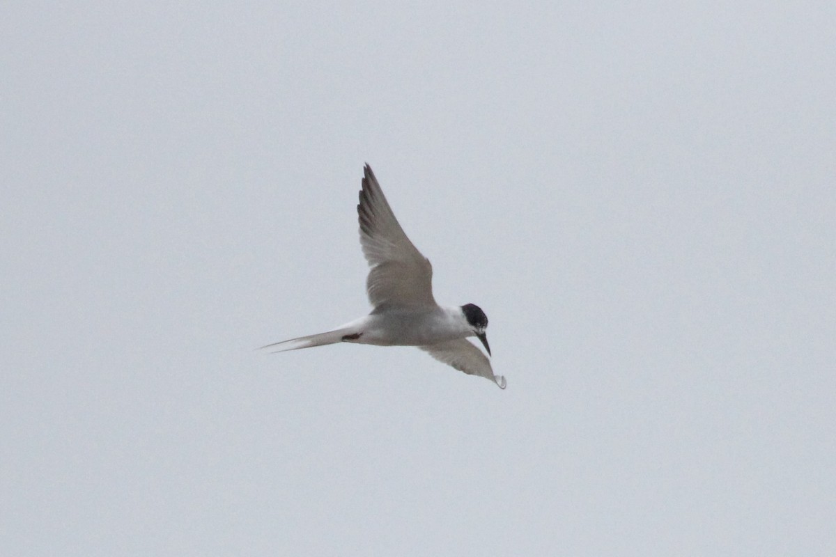 Common Tern - ML612546423