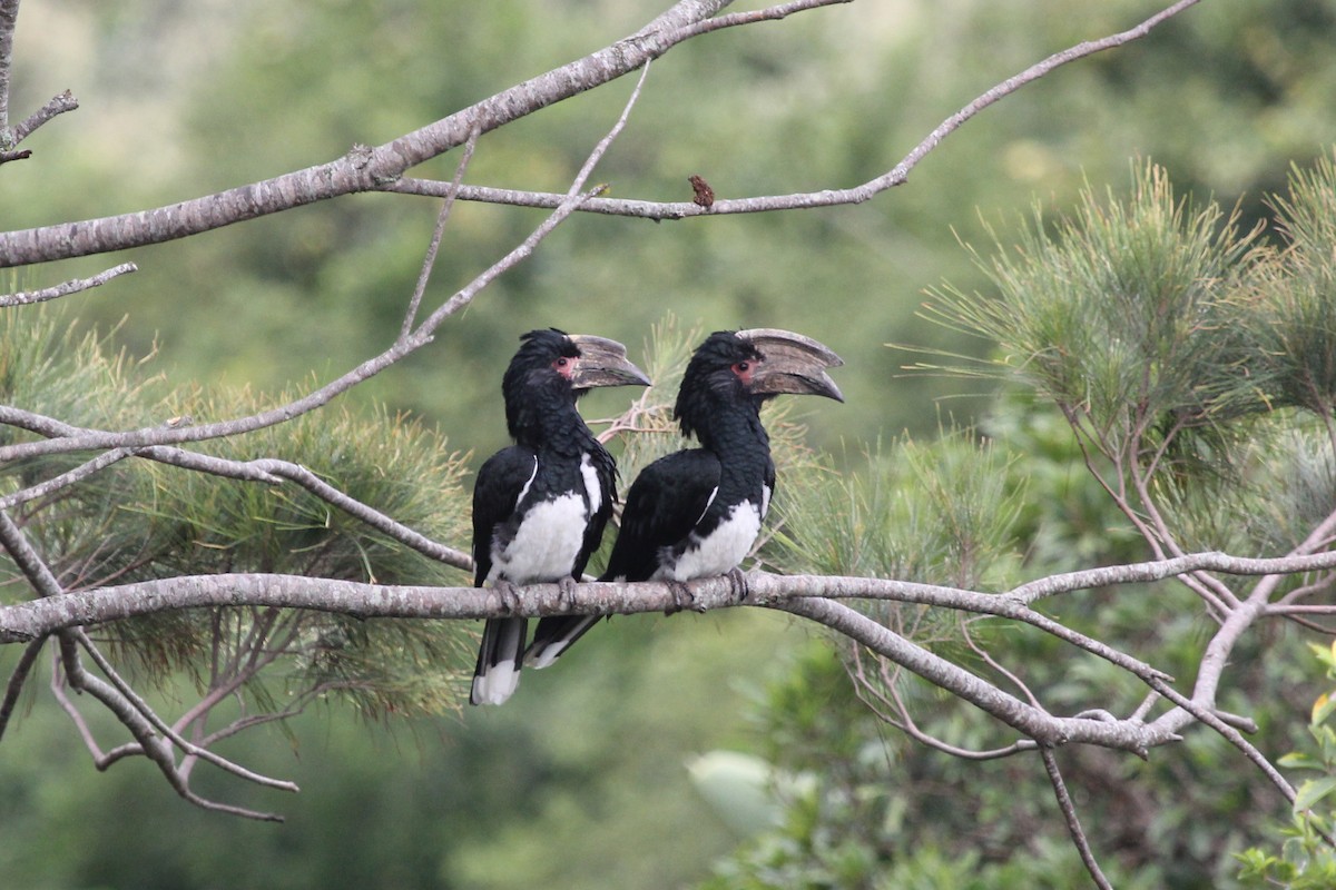 Trumpeter Hornbill - ML612546429