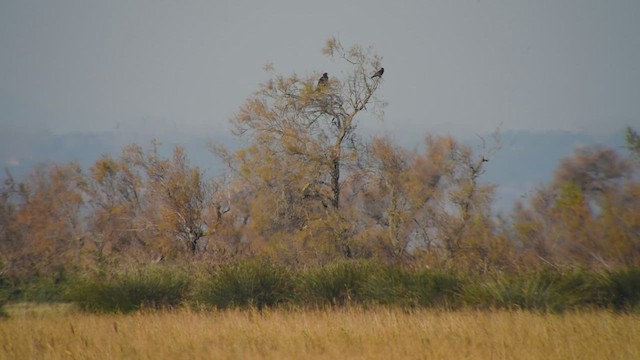 Greater Spotted Eagle - ML612546464