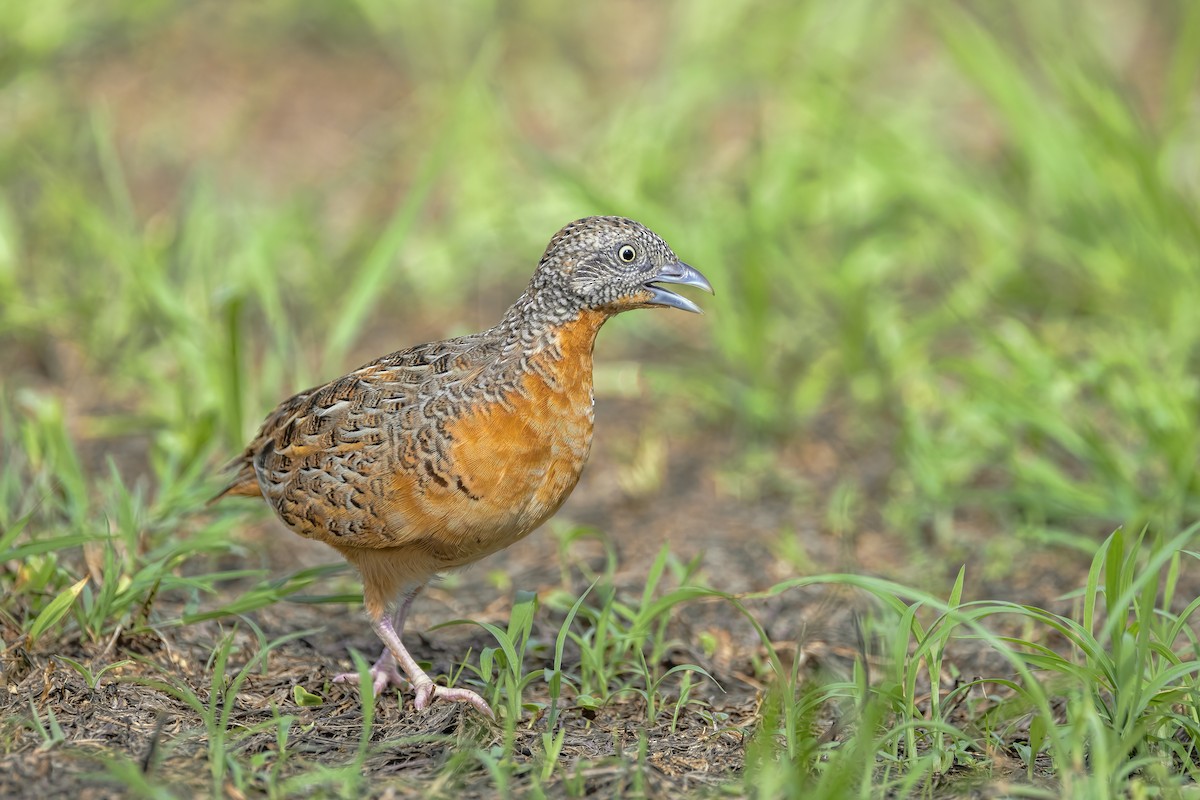 Red-chested Buttonquail - Jill Duncan &  Ken Bissett