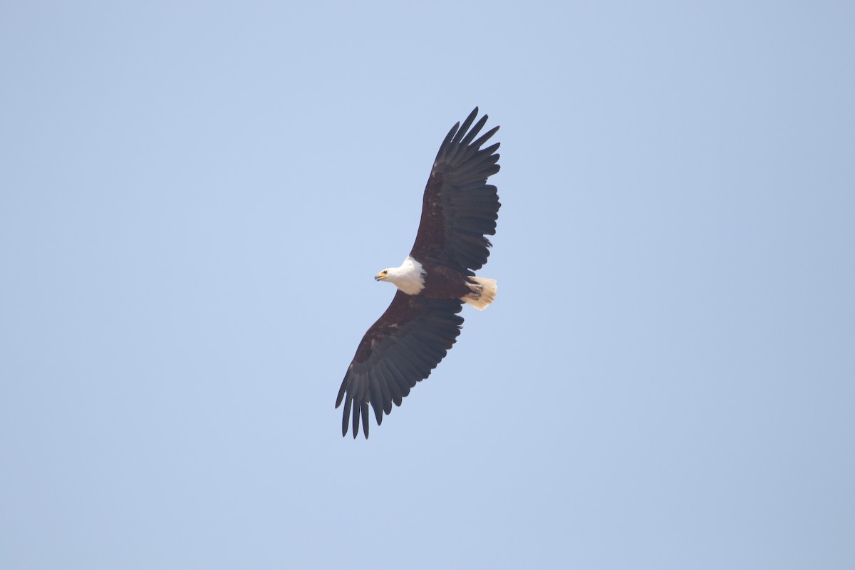 African Fish-Eagle - ML612546526