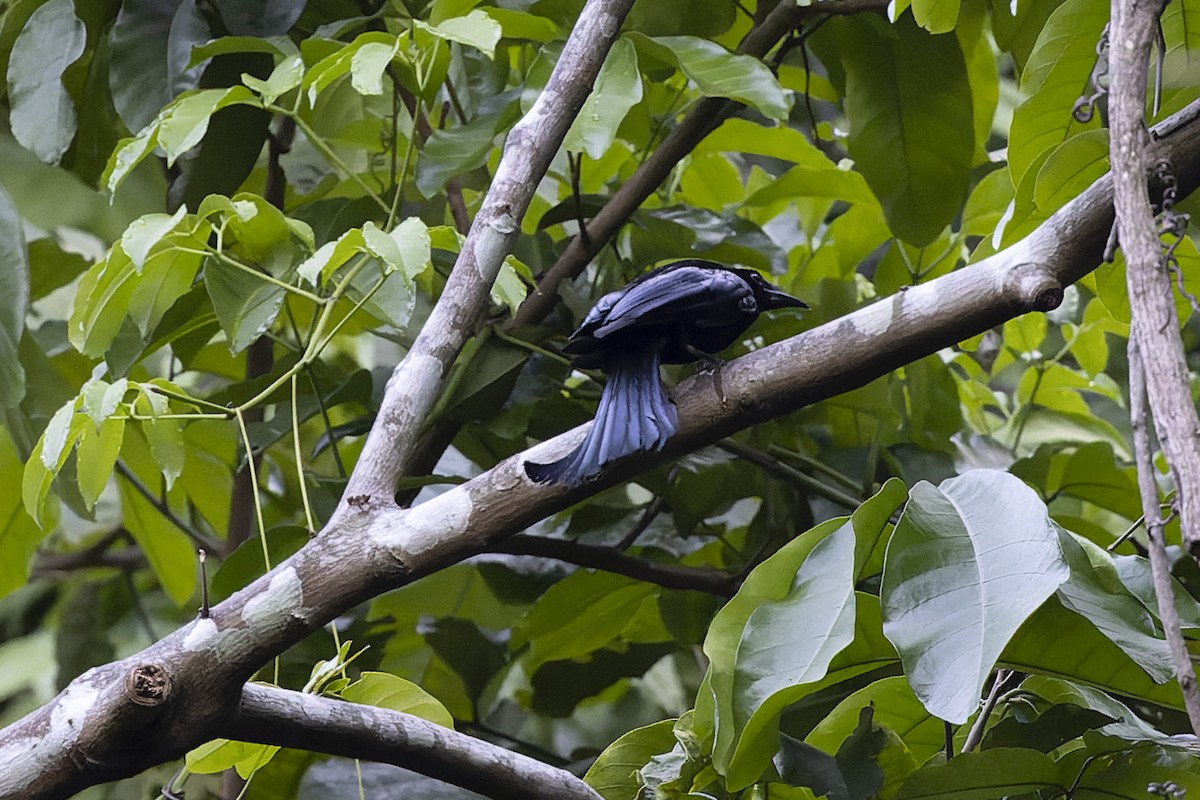 Wallacean Drongo - Dana Cameron