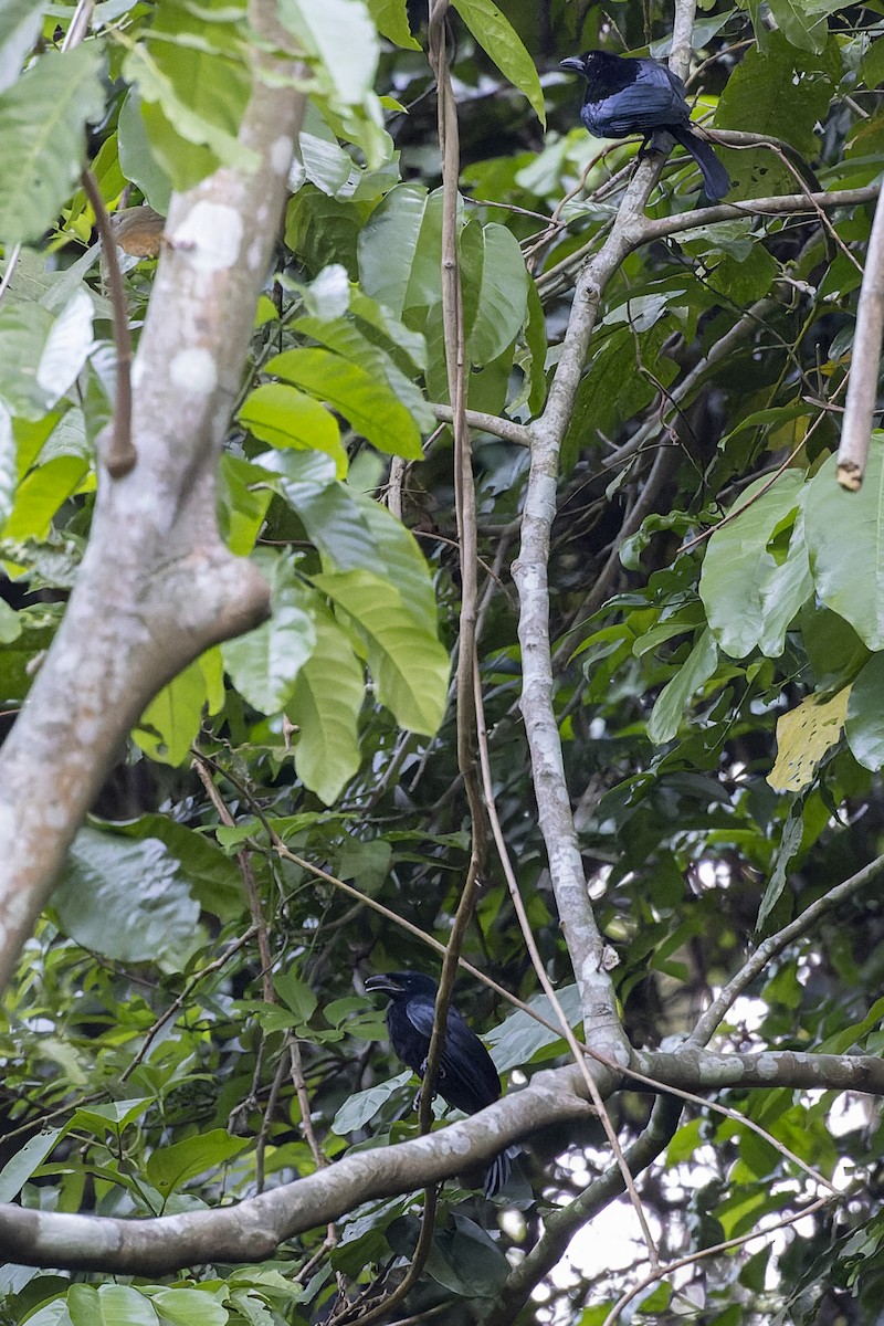 Wallacean Drongo - Dana Cameron