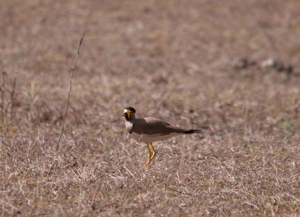 Yellow-wattled Lapwing - ML612546564