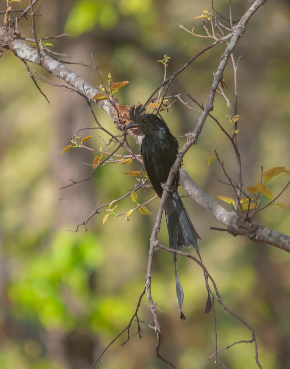 Greater Racket-tailed Drongo - ML612546592