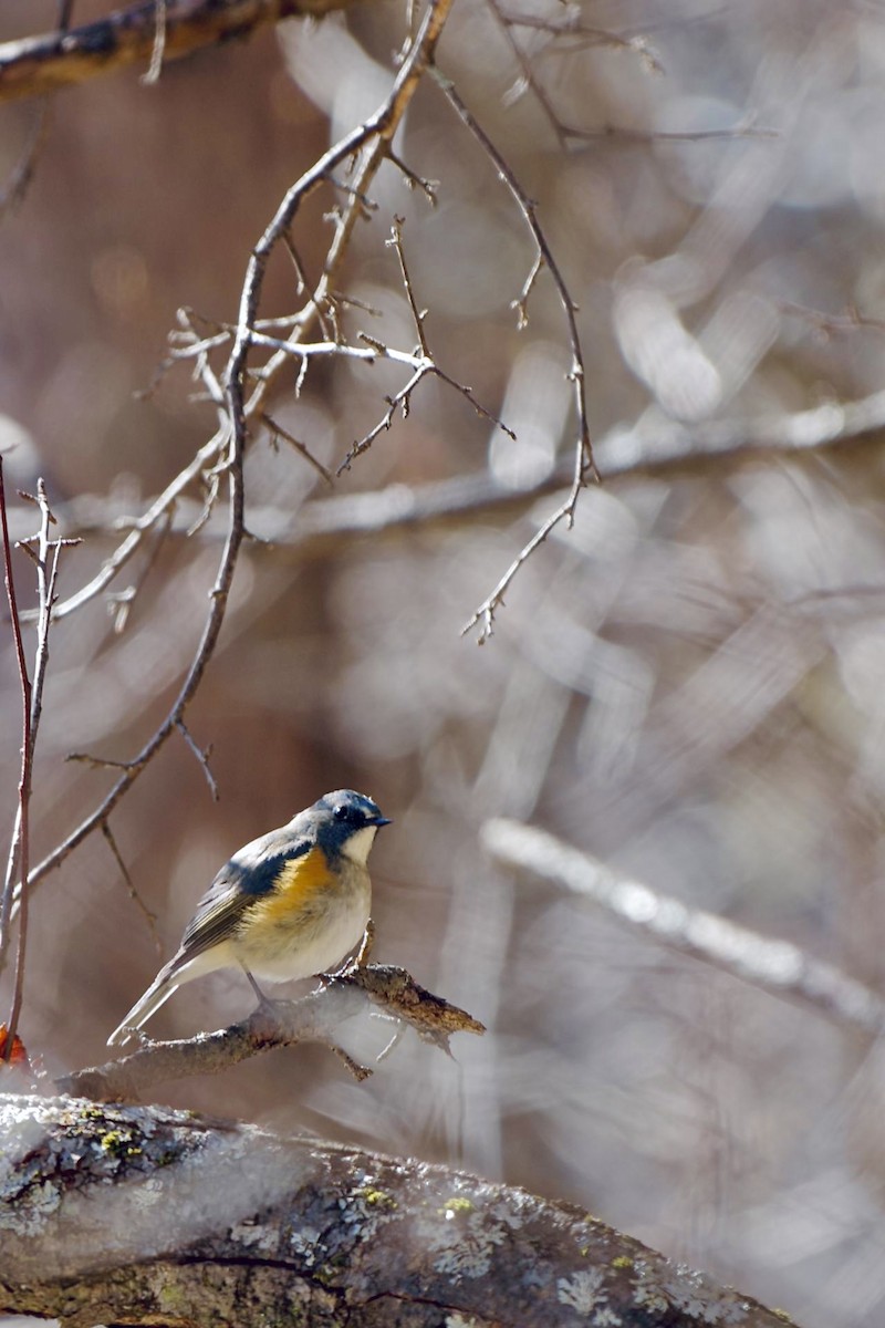 Red-flanked Bluetail - ML612546602
