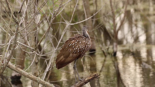 Limpkin (Speckled) - ML612546619