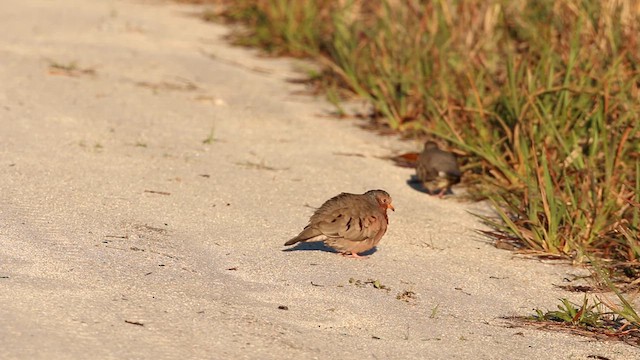 Common Ground Dove - ML612546620