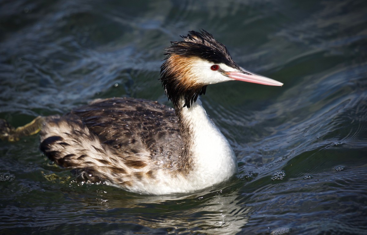 Great Crested Grebe - ML612546623
