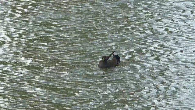 Black-tailed Nativehen - ML612546624