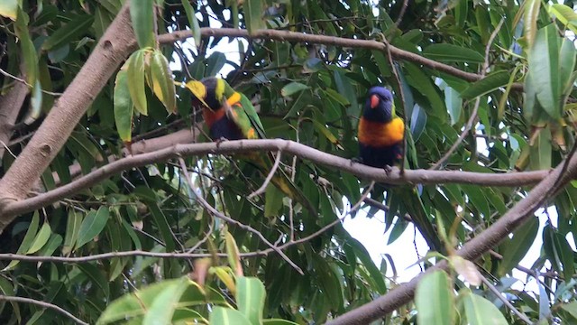 Rainbow Lorikeet - ML612546708