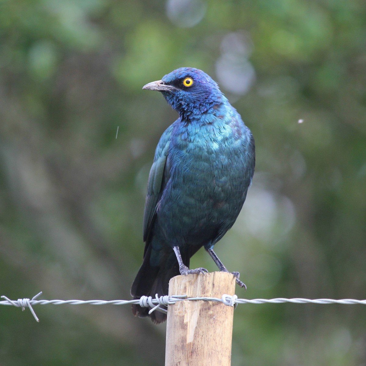 Cape Starling - Ian Rijsdijk