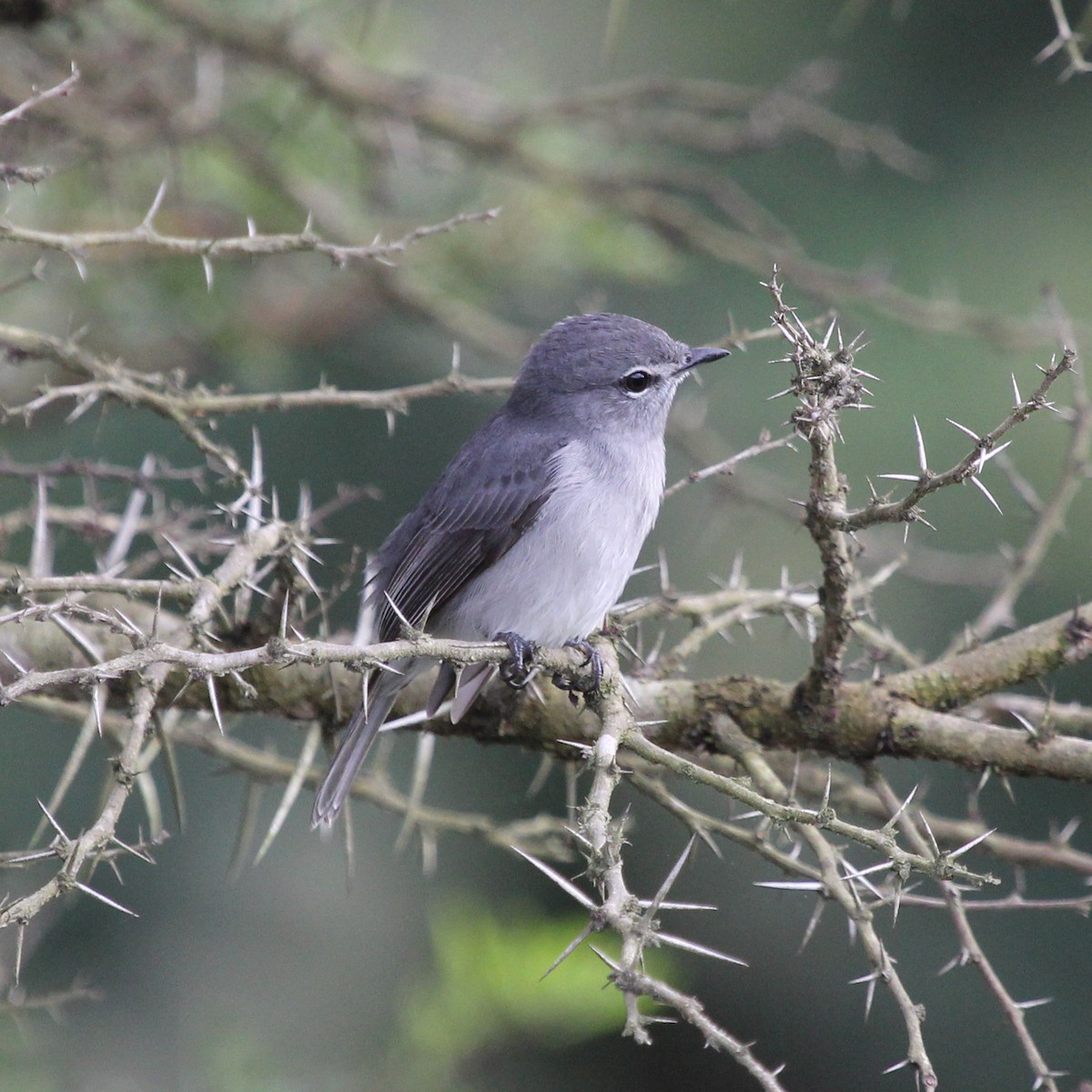 Ashy Flycatcher - ML612546787