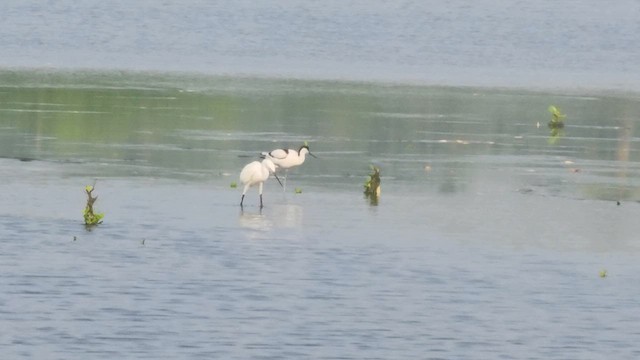 反嘴鴴 - ML612546821
