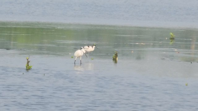 Avocette élégante - ML612546821