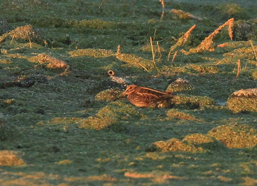 Jack Snipe - ML612546835