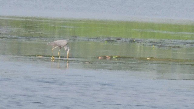 Western Reef-Heron - ML612546836