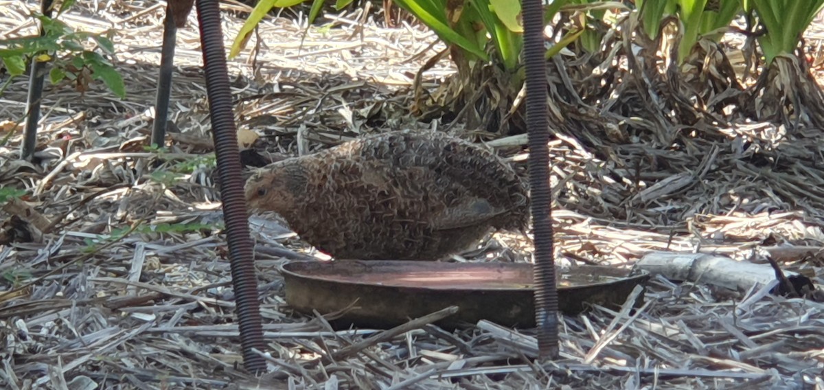 Brown Quail - ML612546846