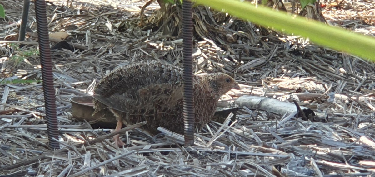 Brown Quail - D England