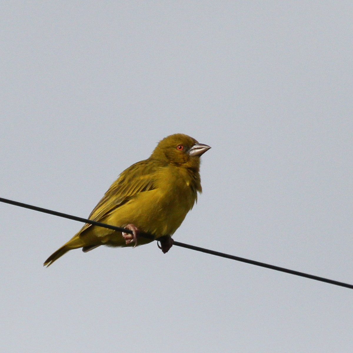 African Golden-Weaver - ML612546862