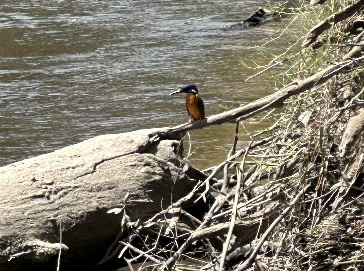 Azure Kingfisher - ML612546991