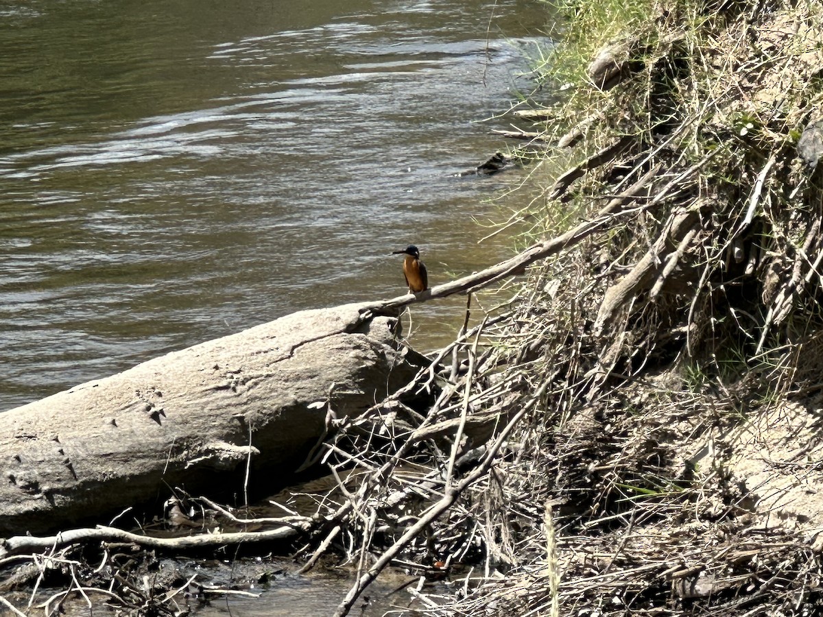 Azure Kingfisher - ML612546992
