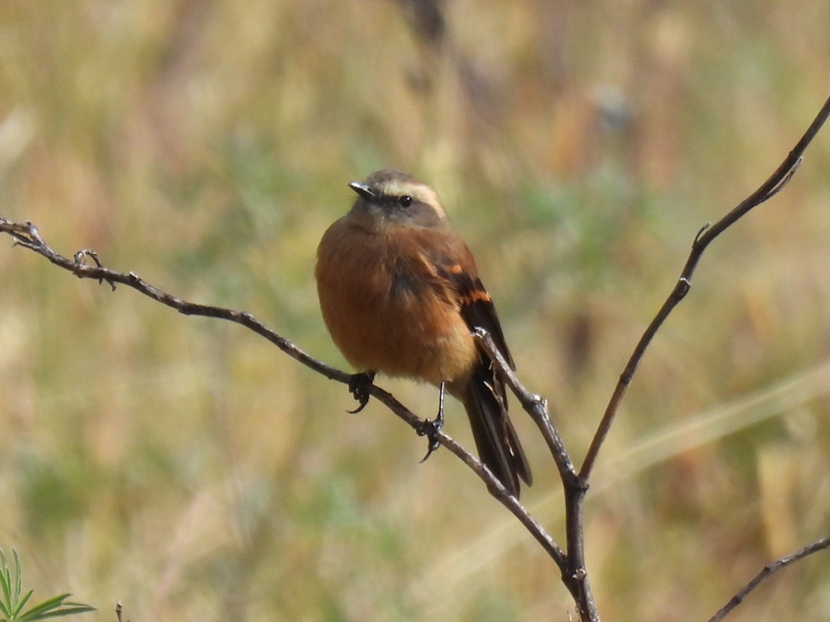 Brown-backed Chat-Tyrant - ML612547052