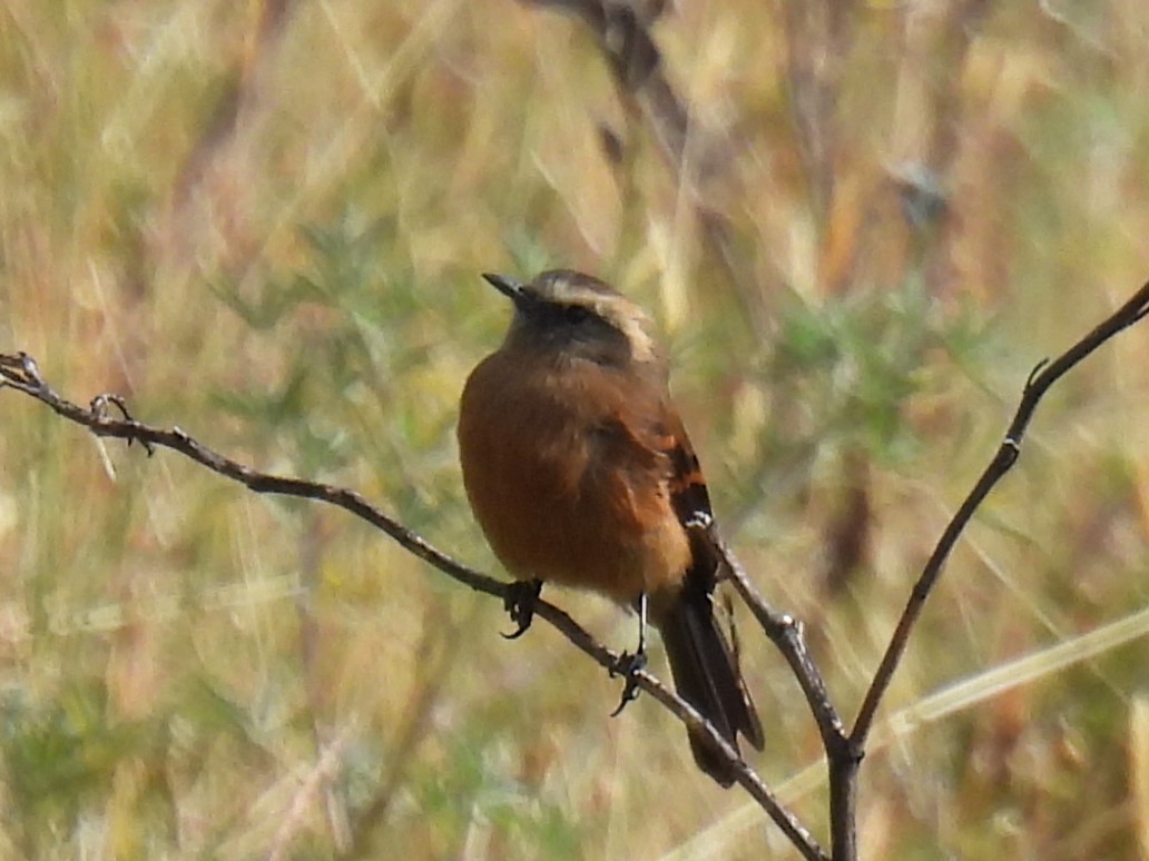 Brown-backed Chat-Tyrant - ML612547053