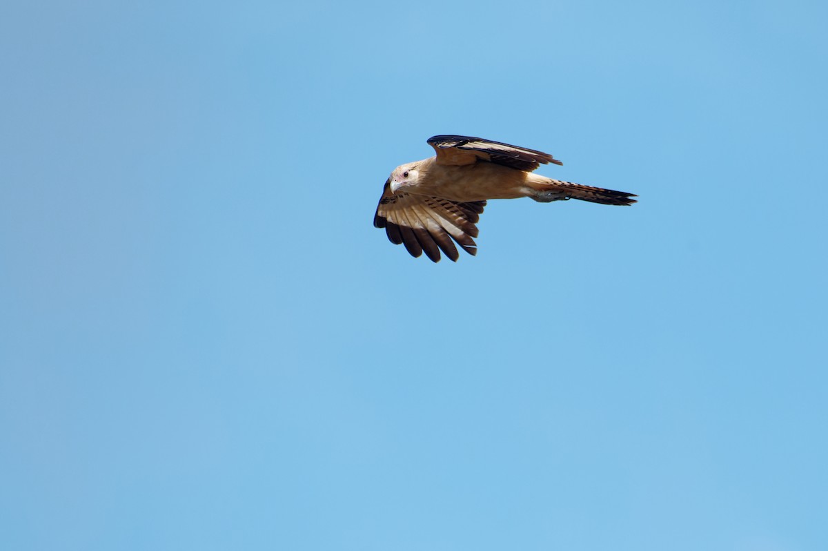 Yellow-headed Caracara - Bruno LEVASSEUR