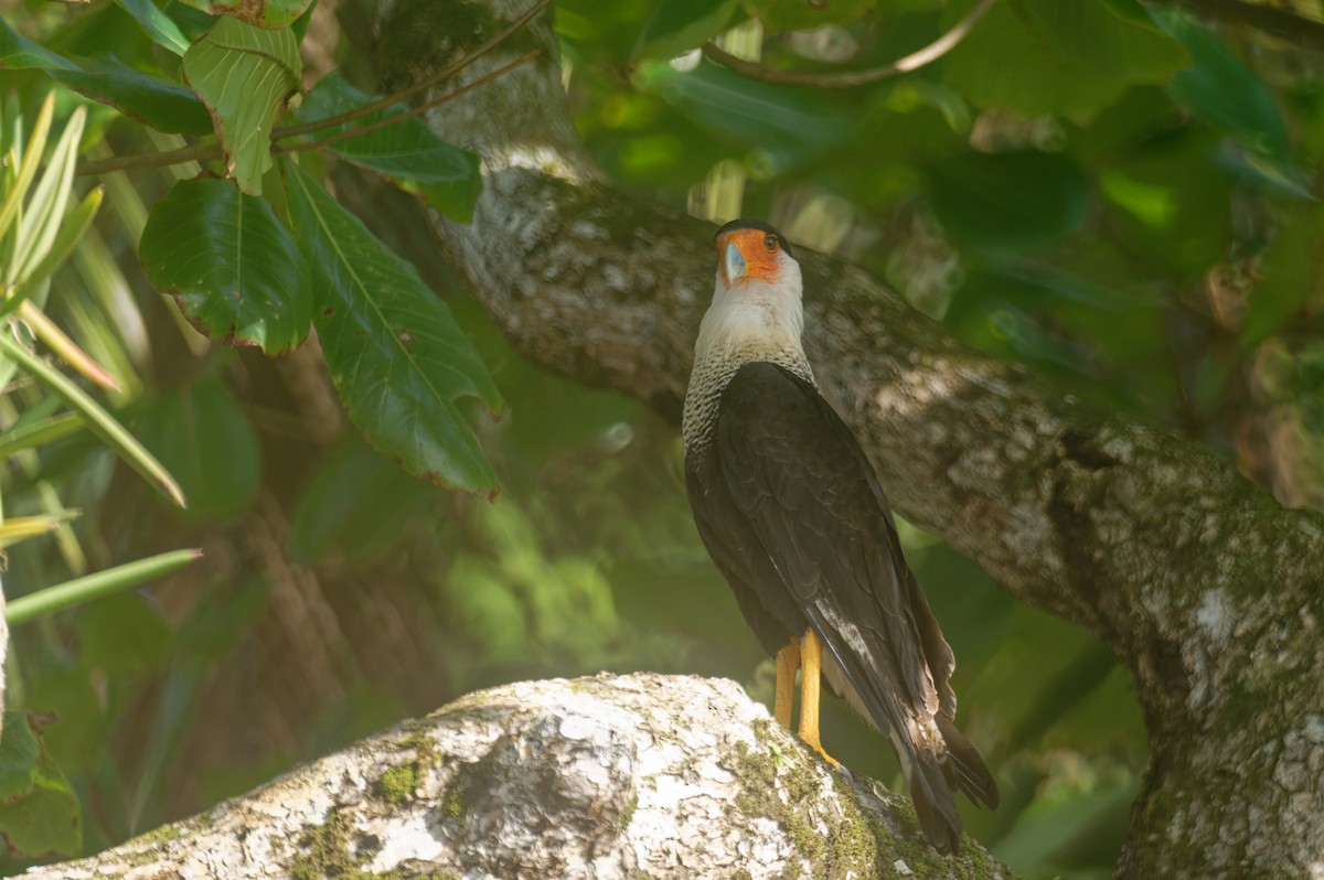 Crested Caracara - Bruno LEVASSEUR