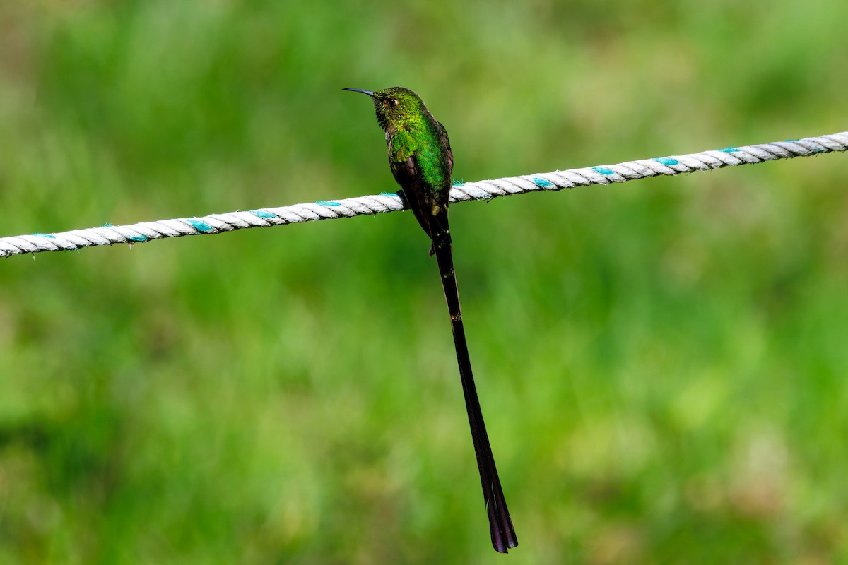 Black-tailed Trainbearer - David Spencer