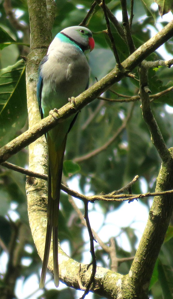 Malabar Parakeet - ML612547093