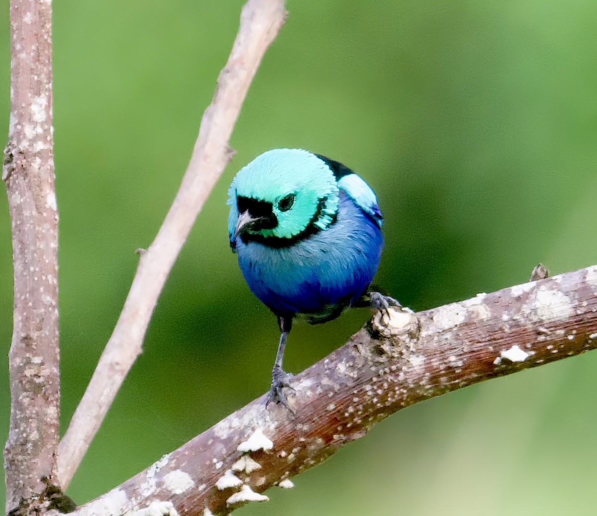 Seven-colored Tanager - ML612547159