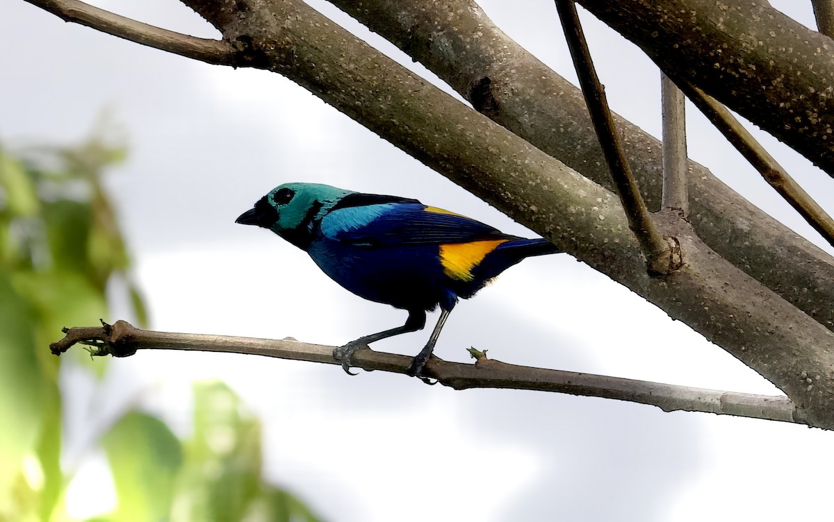 Seven-colored Tanager - ML612547160