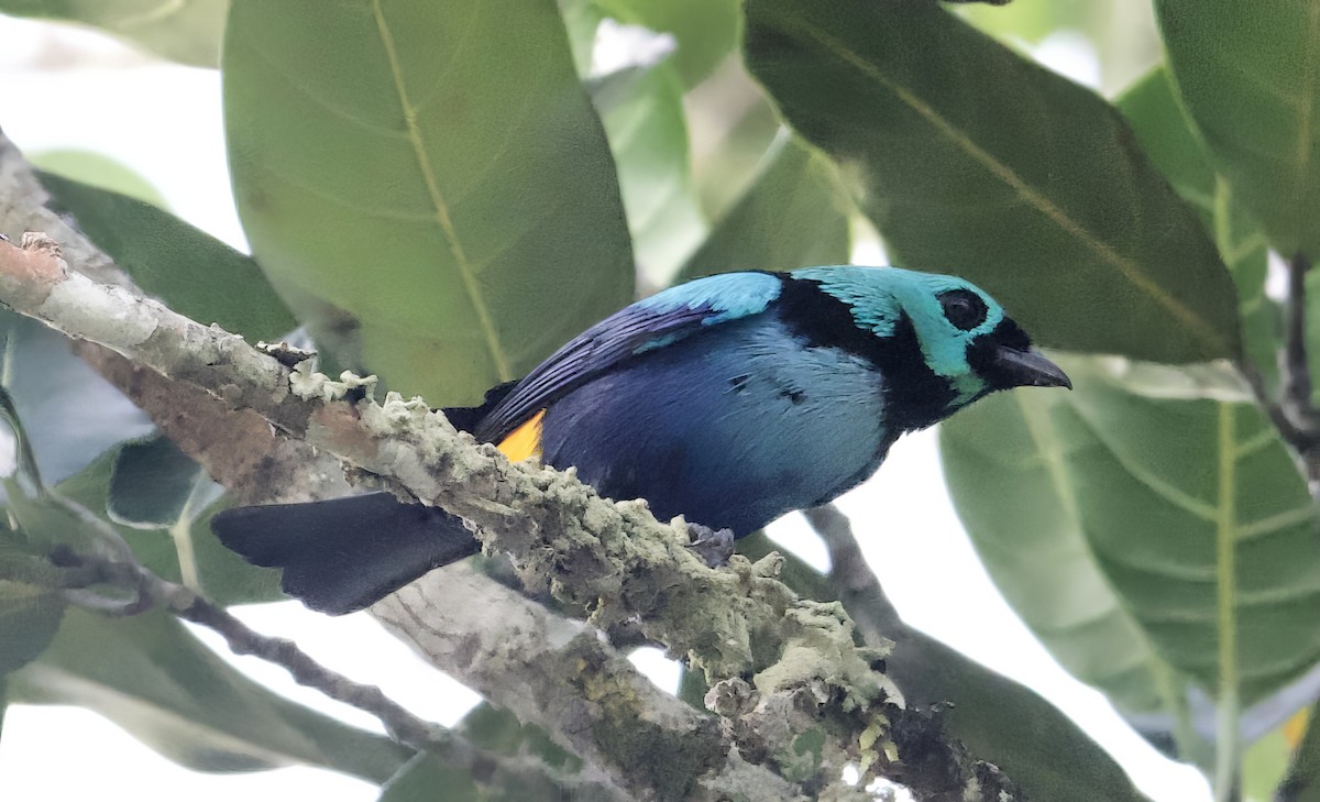 Seven-colored Tanager - ML612547161