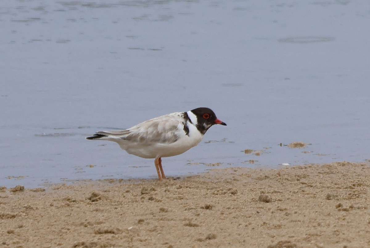 Hooded Plover - ML612547181