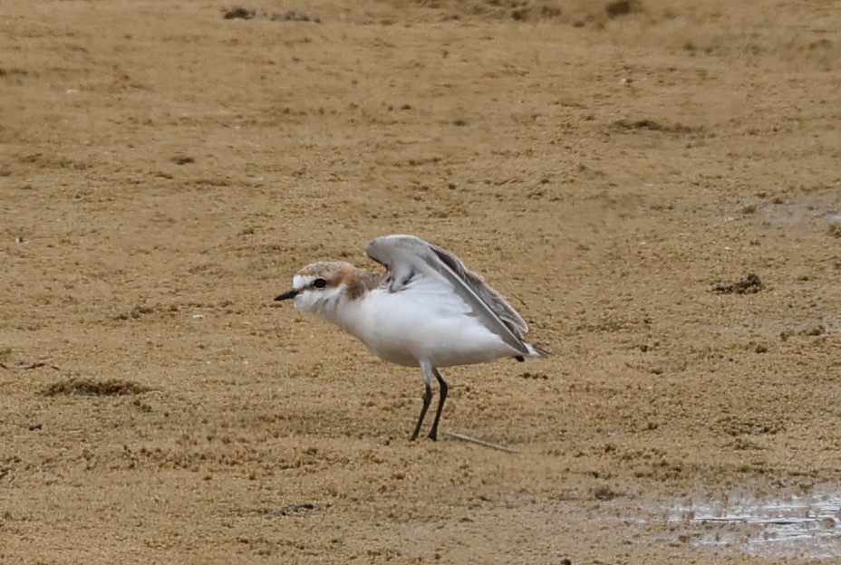 Red-capped Plover - ML612547189